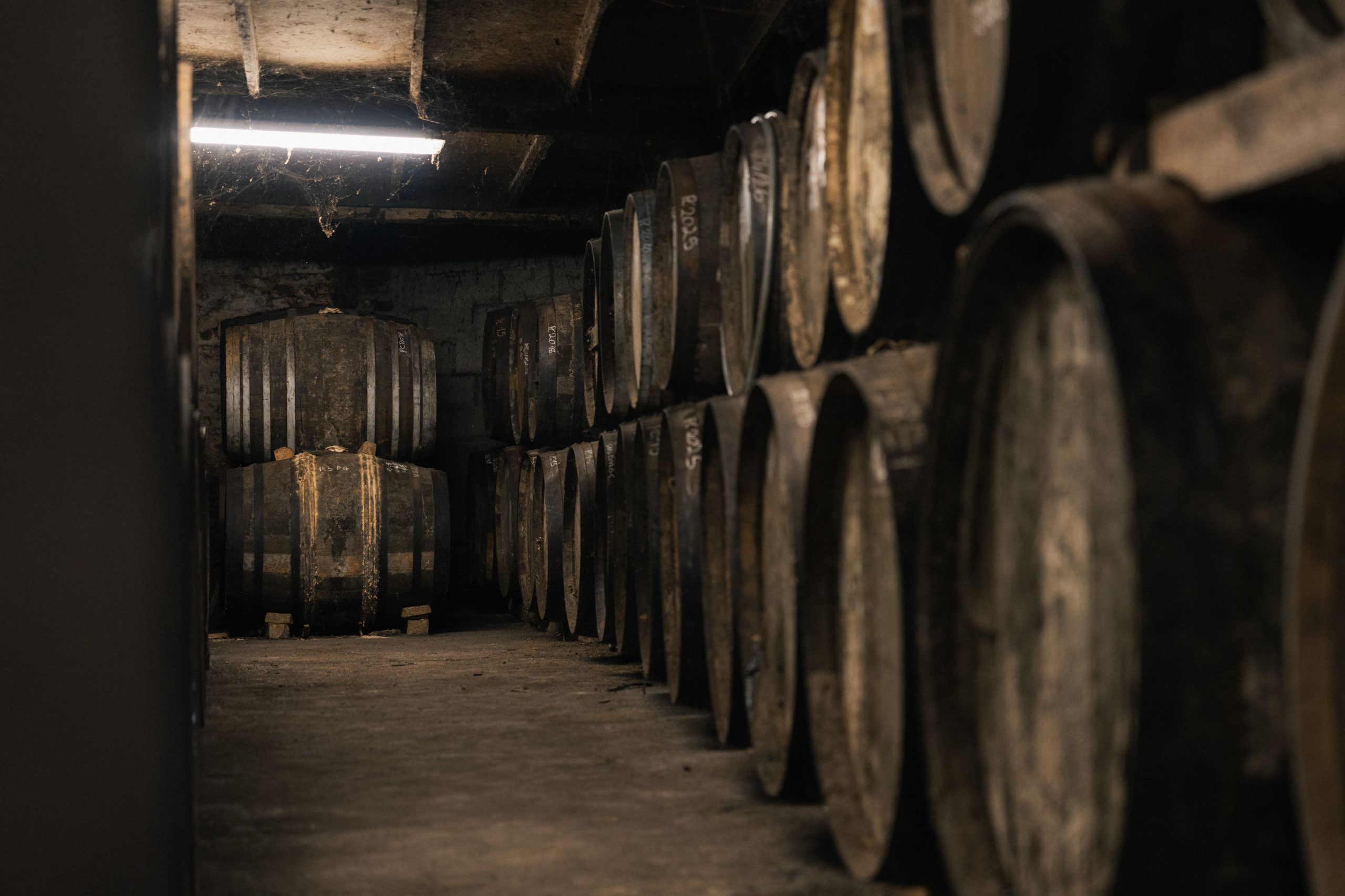Oak barrels in the cellars