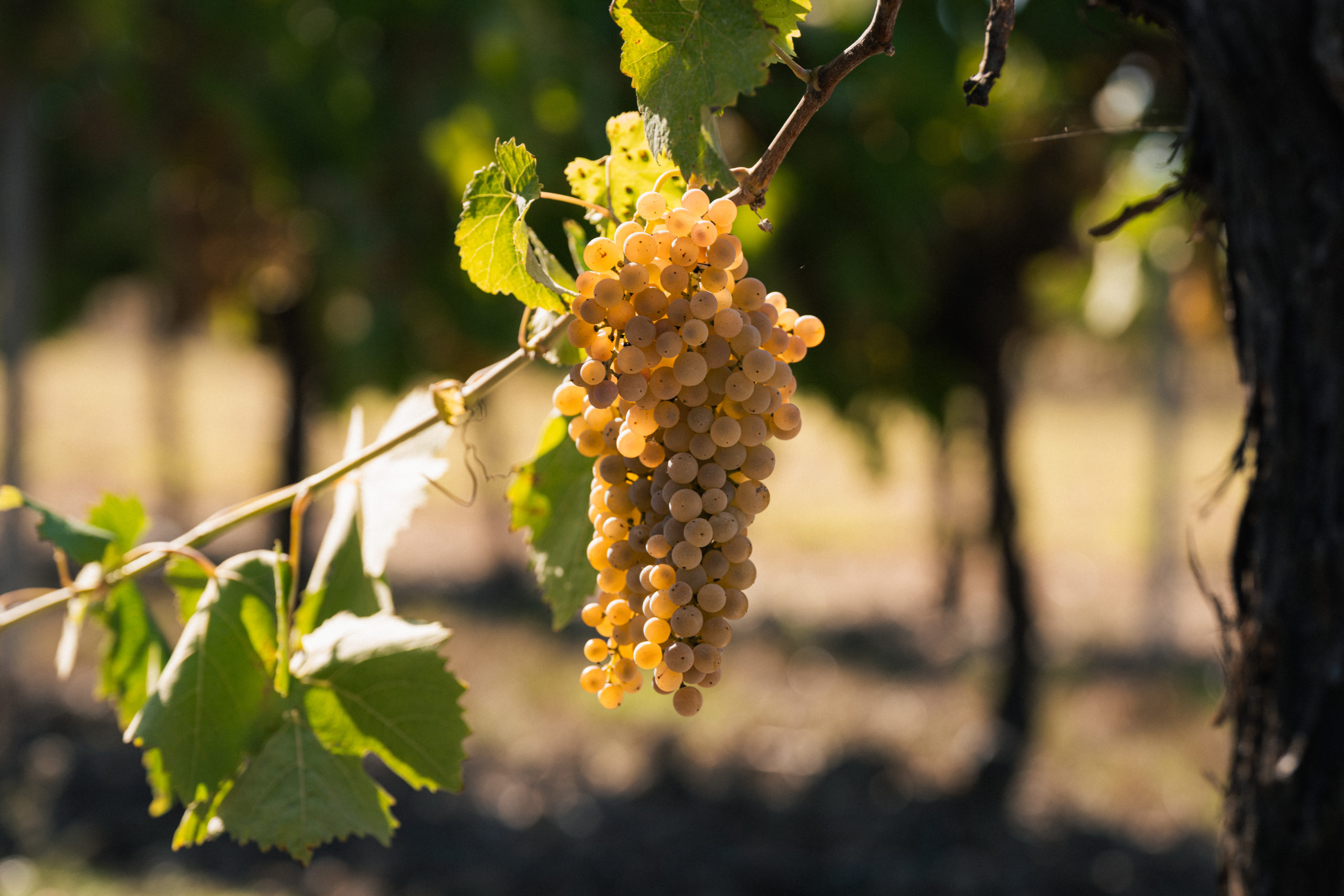 Ugni Blanc grapes