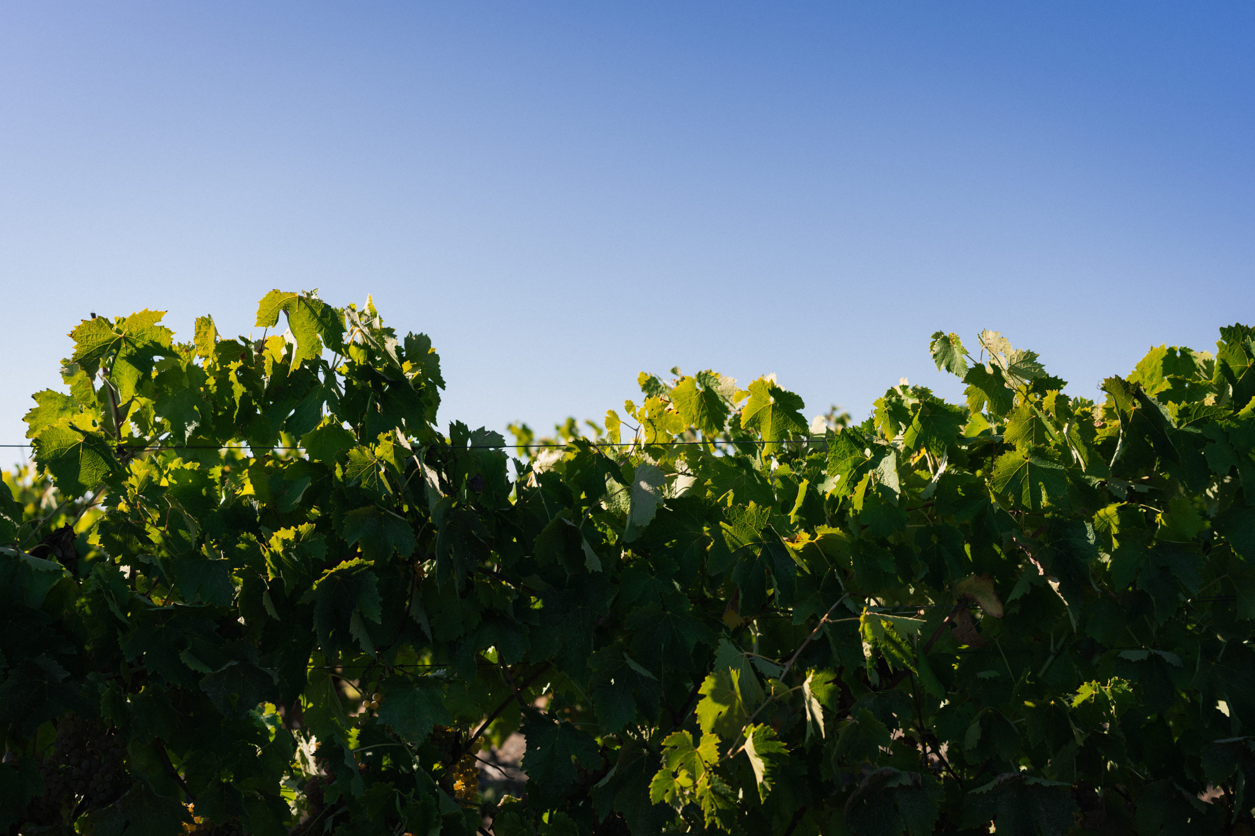 Family vineyard in Charente